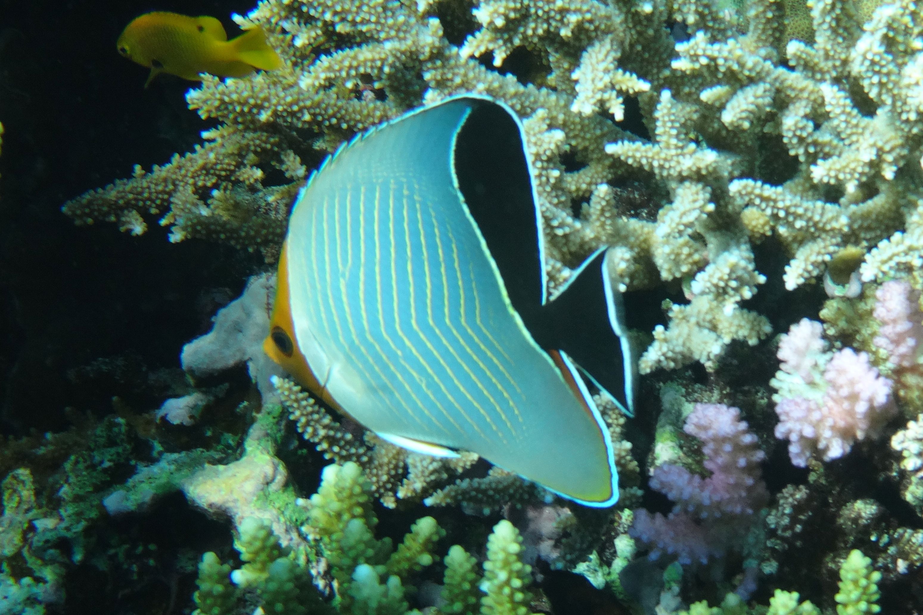 Artenseite RotkopfFalterfisch